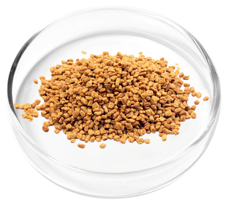 dodder-seed