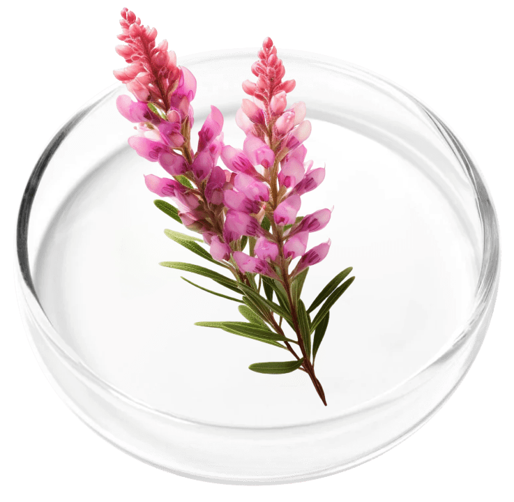 polygala-tenuifolia