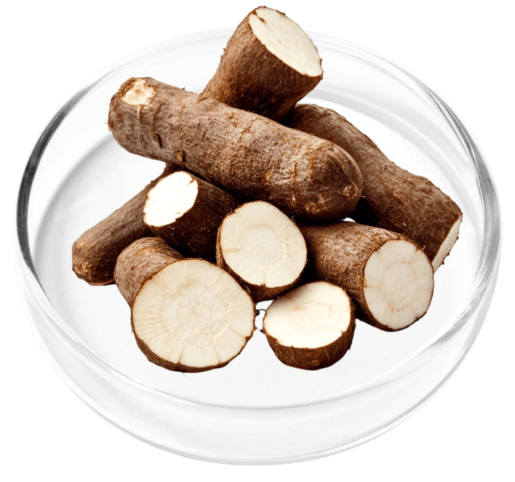wild-yam